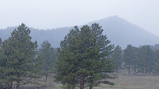 Pine trees and mountians in the distance are dusted with new snow 