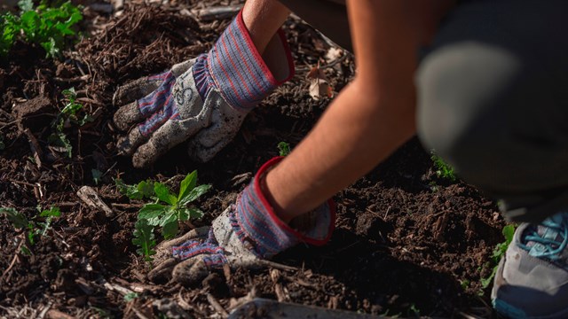 Two gloved hands planting a young green plant in soil.