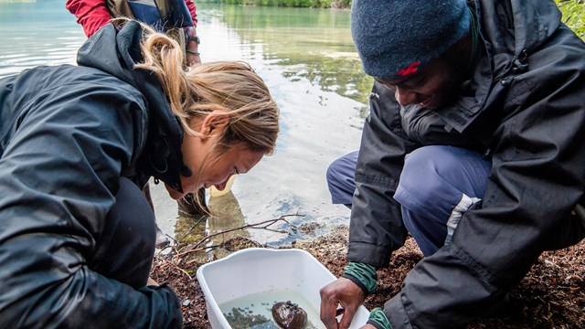 two scientists crouch over a tub of water