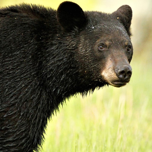 A large black bear against a backdrop of bright green grass.