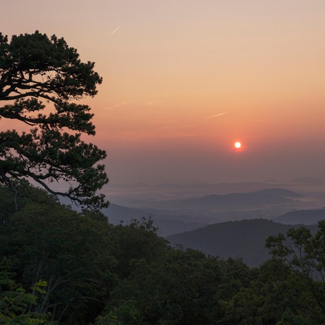 An orange sunrise behind the silhouette of a tree at an overlook.