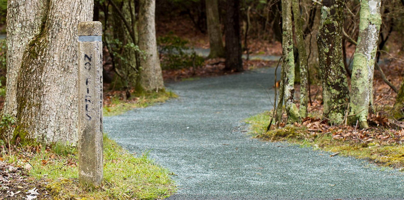 Paved trail through the woods.