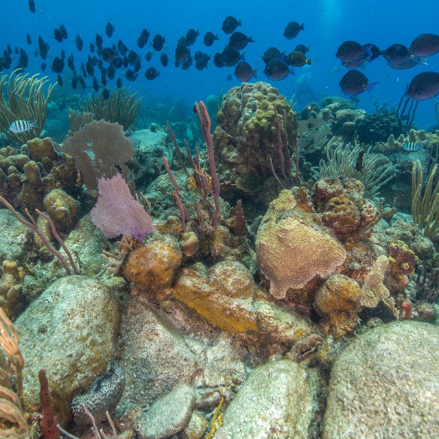 Fish on a coral reef