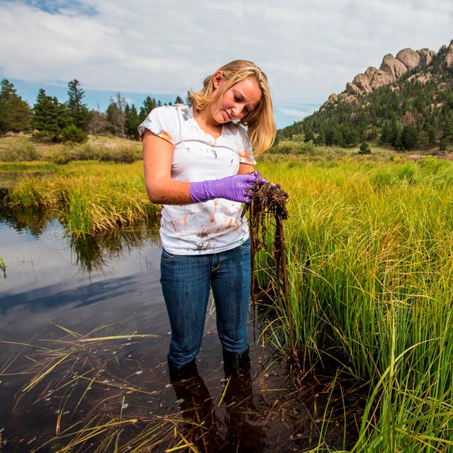 Citizen scientist sampling in Rocky Mountain National Park.