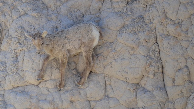 a bighorn sheep lamp climbs on a steep cliff face.