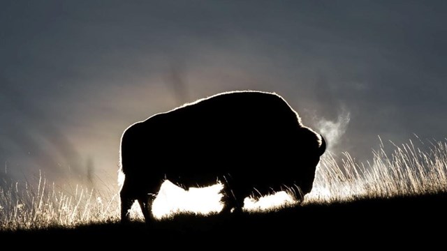 Bison at the National Bison Range