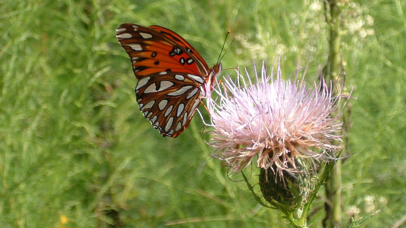 Gulf Fritillary butterfly on a thistle flower.