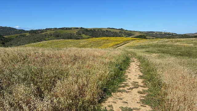 A trail winds through the hills. Grass and trees  are seen in the background. 