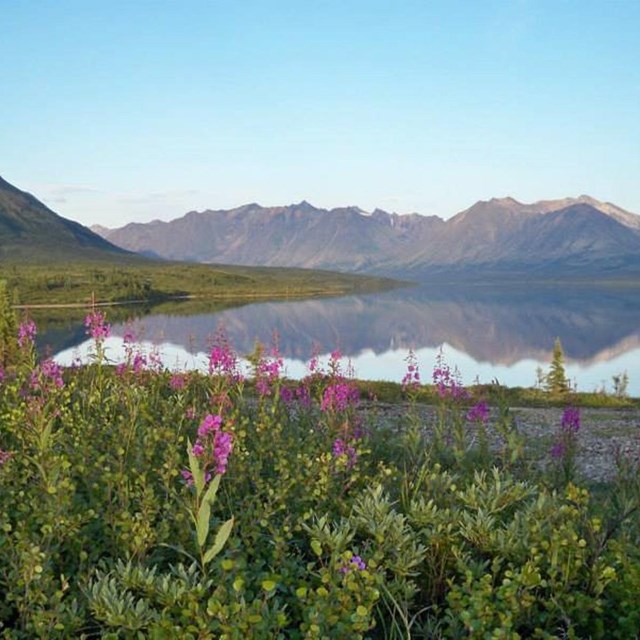 Fireweed, Lake Clark National Park & Preserve, 2015.