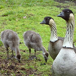 Wild nene from the BioBlitz in Hawai'i Volcanoes National Park BioBlitz