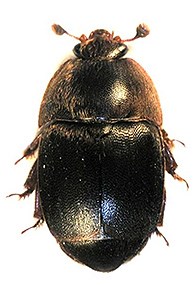 Close-up photo of a tiny Hive Beetle