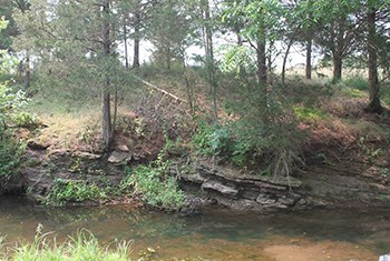 Outcrop along Young's Branch