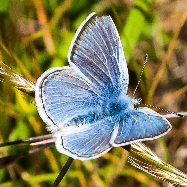 Endangered Butterflies