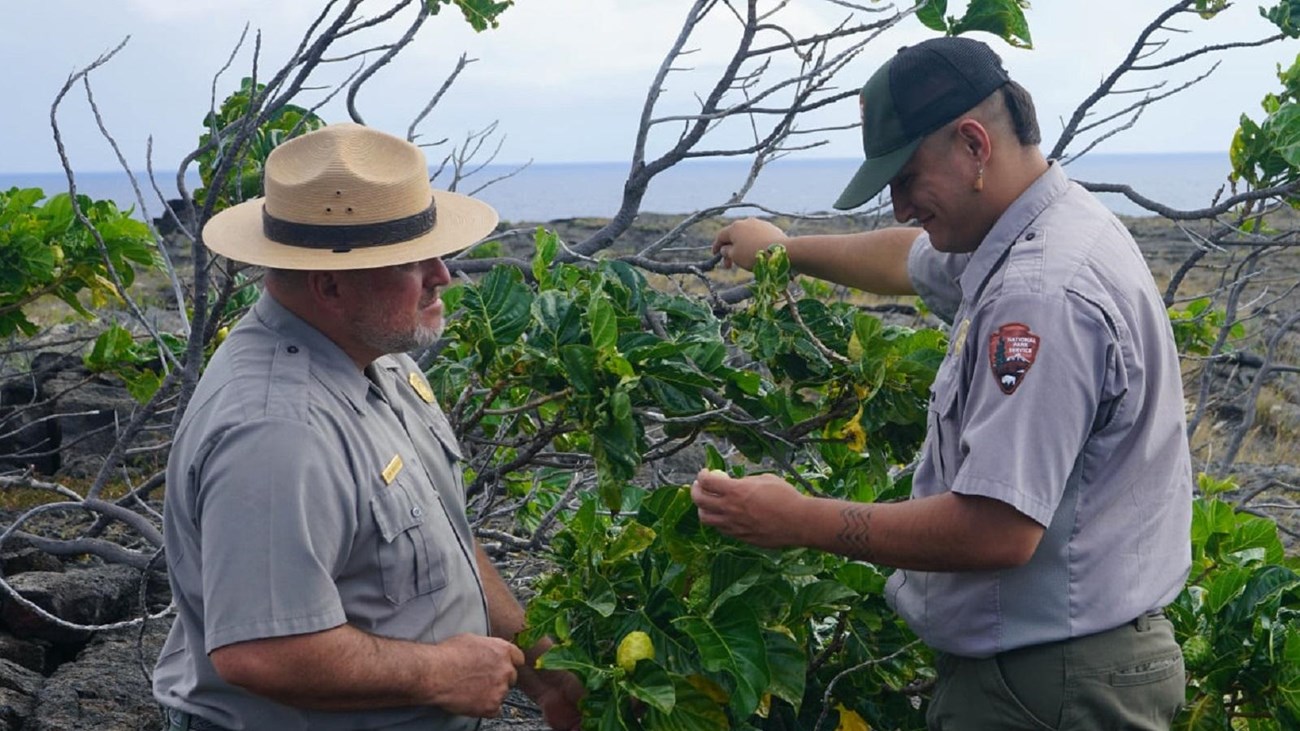 Two rangers talking near a noni tree. 