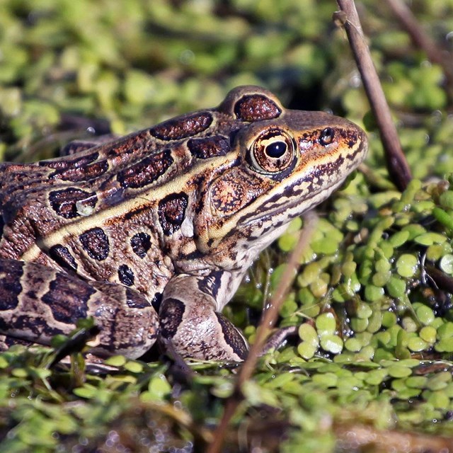 Northern Leopard Frog