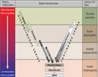 bowens reaction series