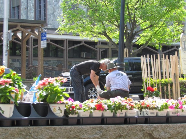 A NPS employee and a volunteer planting flowers