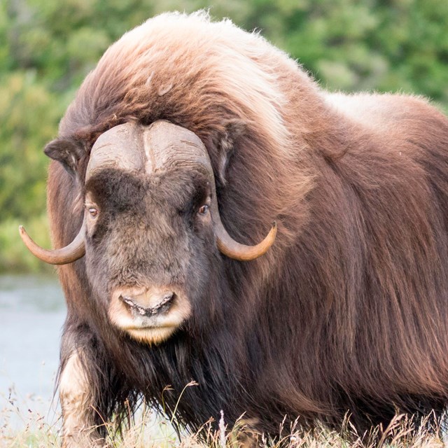 A muskox at Cape Krusenstern.