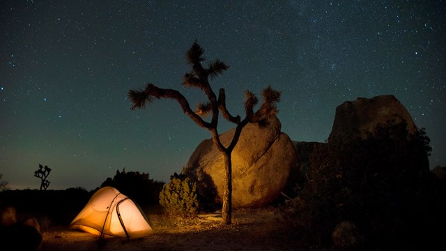 Color photo taken at night with a tent, Joshua tree, and night sky. NPS / Hannah Schwalbe