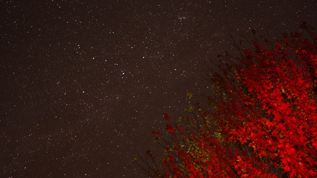 A tree lit up with a red light and a sky full of stars in the background.