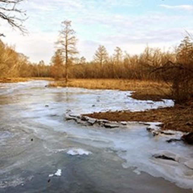 Ice rings on the marsh