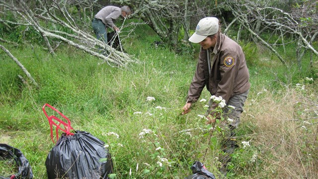 volunteer pulls plant with white flower