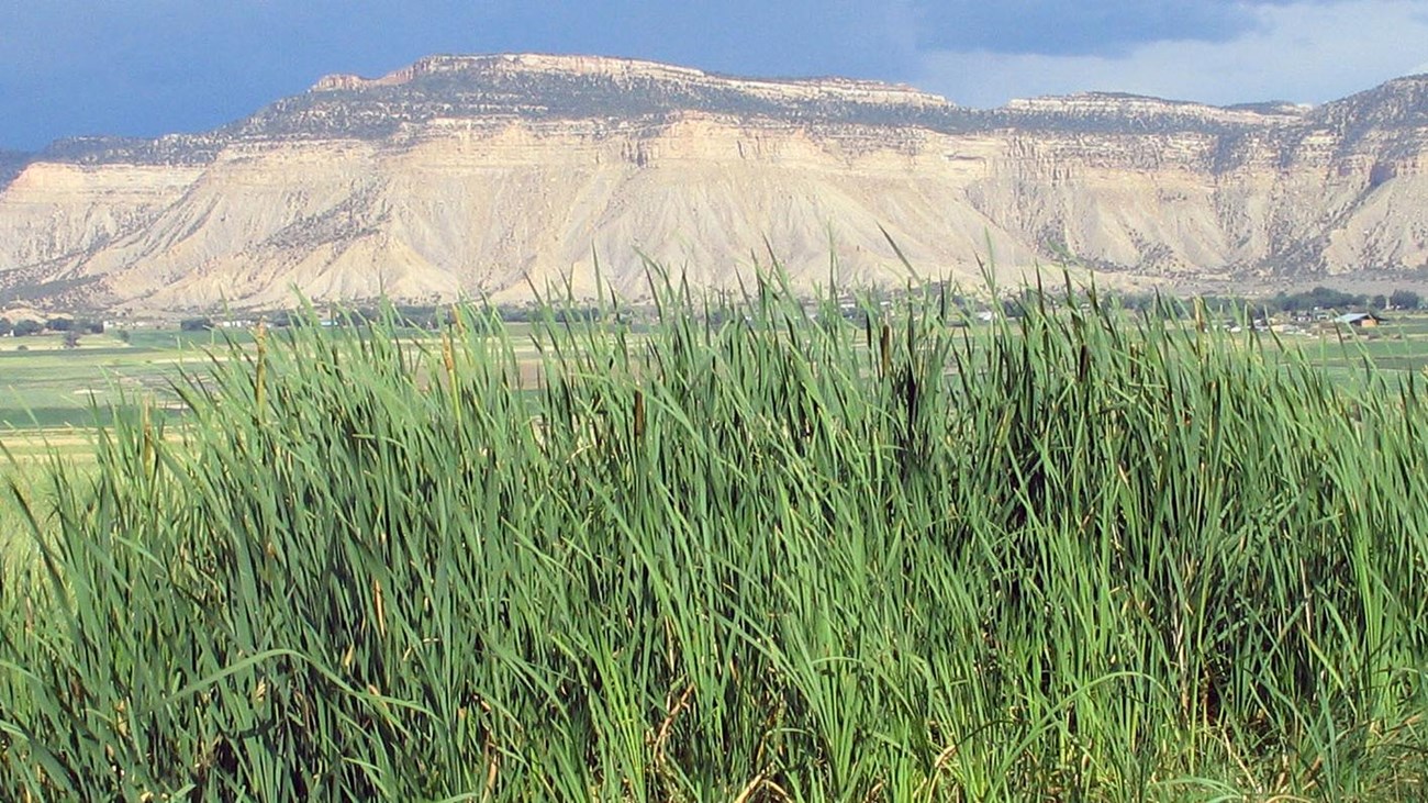 Lush grasses grow near a spring in front of Mesa Verde's escarpment and looming storm clouds