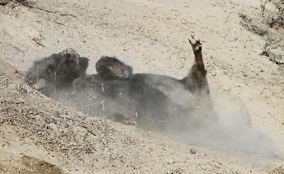 Bison on its back in the dirt, dirt flying up around it