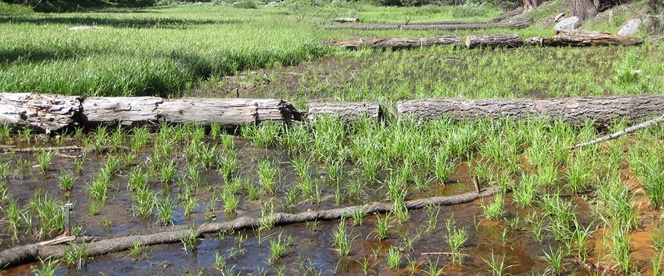 Sheetflow hydrology has been restored and native wetland plants are quickly becoming established at Halstead Meadow, Sequoia and Kings Canyon National Parks, California