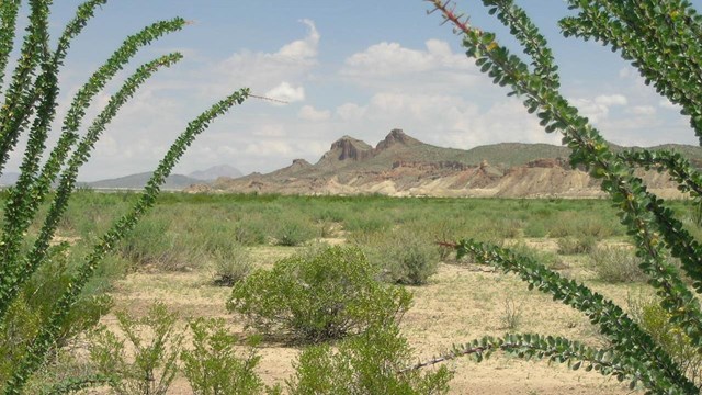 Green ocotillo plants frame a distant desert view.