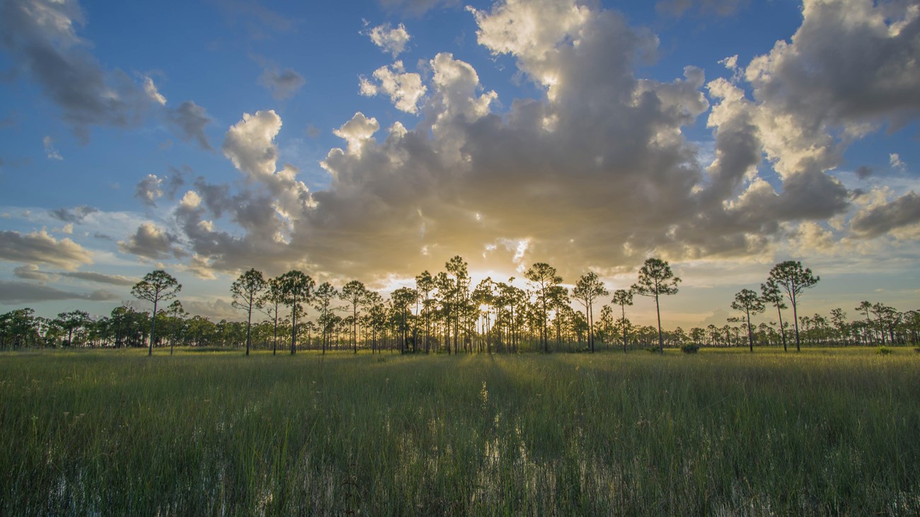 puffy clouds and grassy water meets at sunset