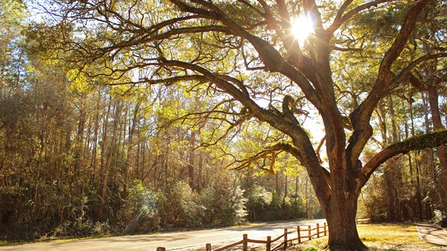 sunlight poking through the sprawling canopy of an oak tree next to a road and wooden fence