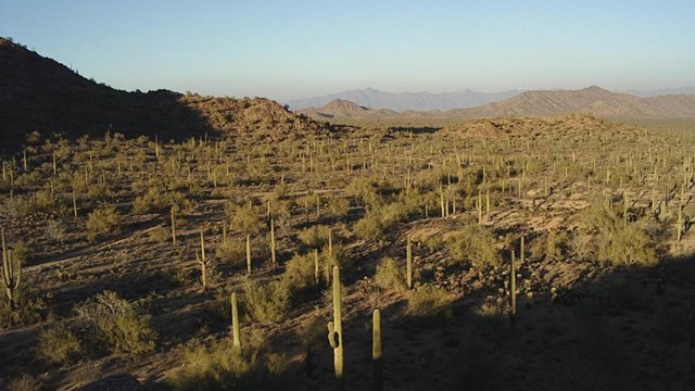 Vast landscape of tall cactus.