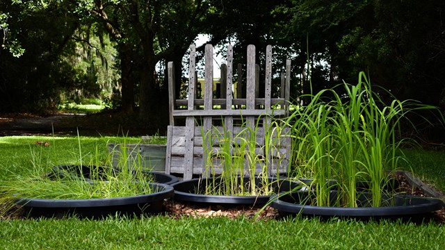 Wooden rice trunk in a grass field