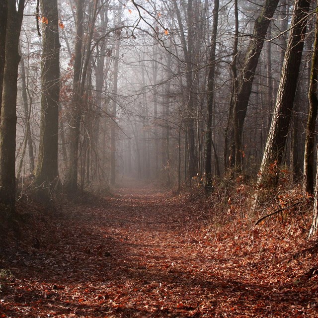 Natchez Trace Parkway