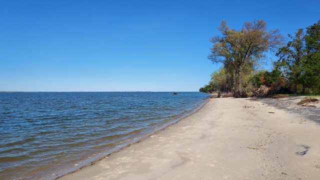 Large driftwood on the shore of the Potomac River Beach