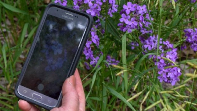 Hand holds a smart phone above a clump of purple flowers. Same flowers are displayed on phone.