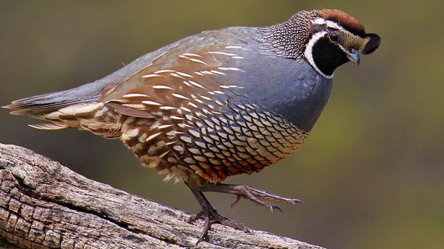 Gambles Quail