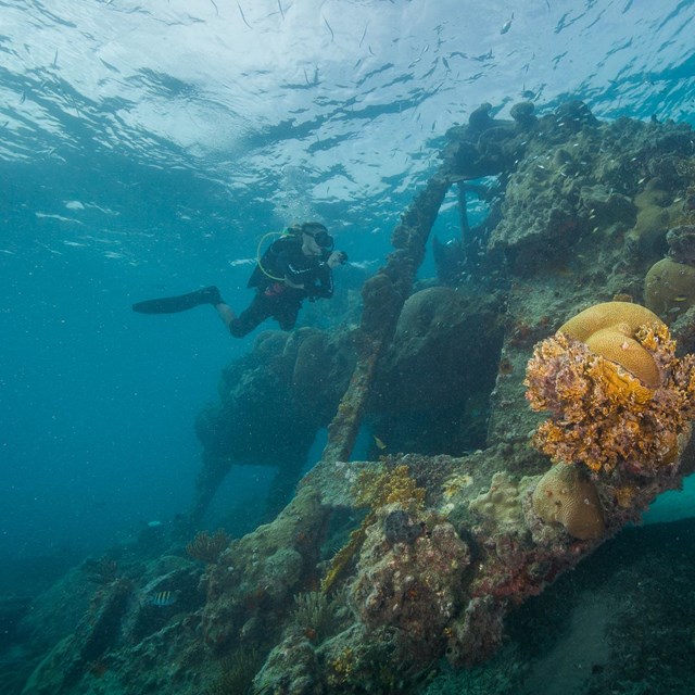 Diving Dry Tortugas National Park