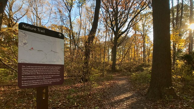 Learn About Nature at Sagamore Hill