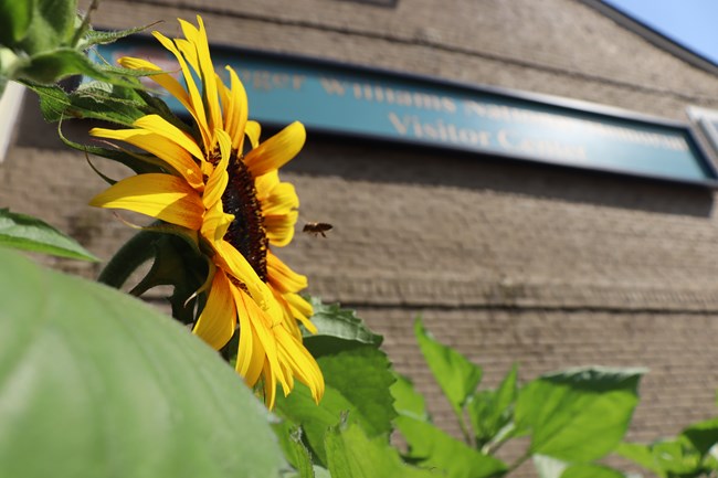 sunflower blooming