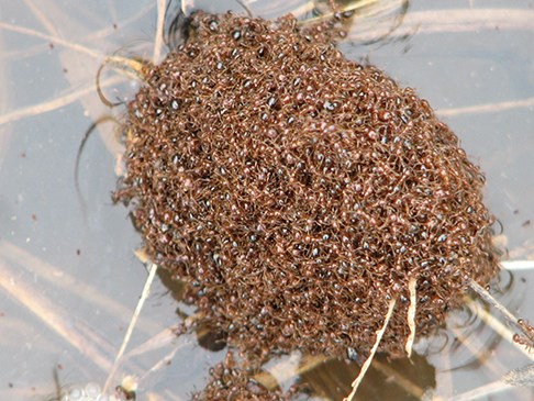 large clump of ants floating