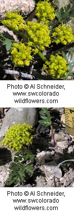 Clusters of small yellow flowers with ragged edged green leaves. Background is rocky grey soil.