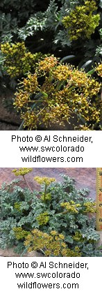 Small clustered yellow flowers attached to purplish green stems. Leaves are silvery green with deep ragged edges growing at base of plant.