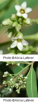 White flowers with five petals that come to a point. Long tapered green leaves along the stem of plant.