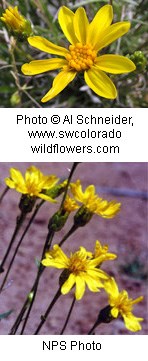 Top image is a flower with an orange center surrounded by 9 yellow petals. Bottom image is the same flower but you can see it growing on a green stem.