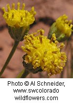 Growing on a green stem is a yellow flower made up of tiny little petals. Little trumpet shaped blooms are growing out of the main yellow part.