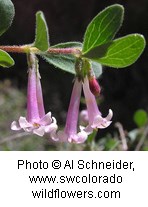 Plant with long tubular flowers in a purplish-pink color with rounded green leaves on a brown stem.