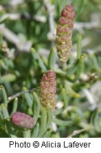 Spiny plant with reddish green flowers that look like closed pinecones.