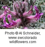 Plant with hairy stems and leaves and flowers that are pinkish purple that flare at the ends.